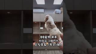 貝貝寵物專業犬舍-紅白花  巨型貴賓犬 1號