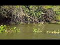 pesquei com a menor tarrafa do canal na marÉ de vazante