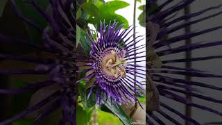 Krishna Kamal Flower/Passion Flower❤ #gardening #flowers #krishnakamal #passionflower #plants