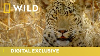 Perfect Den for Leopard Cubs | Wild Cats of India: Big Cat Kingdom | National Geographic Wild UK