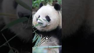 【 大熊猫奇一 •Cute Panda Qiyi】❤️