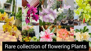 Rare Flowering Plants Collection ]|Front Yard Garden Tour |Amarlilly, Orchid, Adenium, Hibiscus