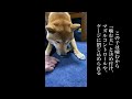 僕の噛む理由を聞いて泣かないでね（涙）【柴犬の蓮くん】