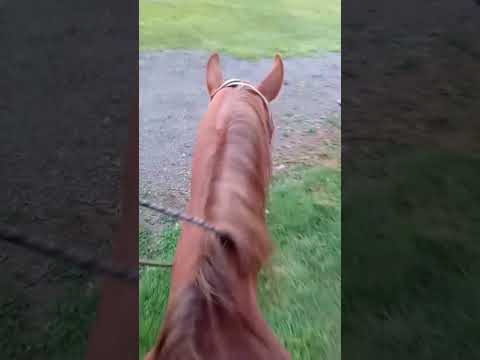 Training my quarter horse Training my quarter horse