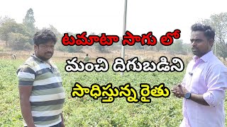 టమాటా సాగులో మంచి దిగుబడిని సాధిస్తున్న రైతు|  farmer  getting good yield in tomato cultivation