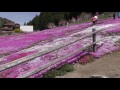 2017 『國田家の芝桜』 今春も満開 2017.5.2 火 岐阜県郡上市