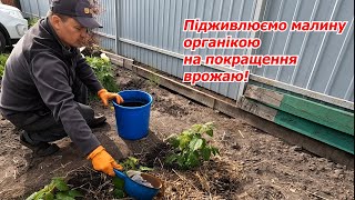 Весняне підживлення малини на збільшення врожаю!