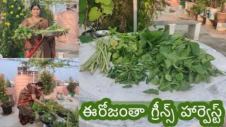 మన తోటలో ఈరోజు మొత్తం గ్రీన్ హార్వెస్ట్ చాలా ఆకుకూరలు బీన్స్ ఐతే ఎంత పొడుగు వచ్చాయో | Greens Harvest