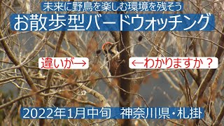 神奈川県・札掛でお散歩型バードウォッチング　初心者バーダーさん用探鳥イメトレ付き　野鳥解説はあえてありません！