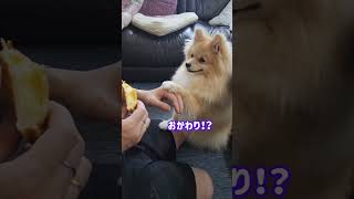 どうしてもたい焼きがほしいっ✨♯かわいい犬♯たい焼き♯ポメラニアン