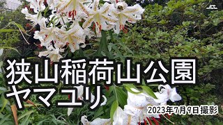 【4K】狭山稲荷山公園のヤマユリ（2023年7月9日）