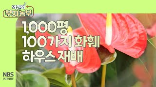 [역전의부자농부 254회] 1,000평 100가지 화훼 하우스 재배