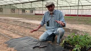 Planting of strawberry seedlings | Albohayra Farm