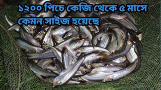 আমাদের ২য় পাবদা ও বাংলা মিশ্র চাষের পুকুরে পাবদা মাছের সাইজ দেখলাম