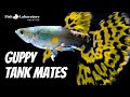 16 Best Guppy Tank Mates 🐠