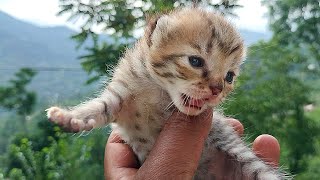 Newborn baby kitten meowing | Cute Little Kitten Meow