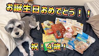 【祝４歳！】誕生日を迎えた愛犬の伝助さんにささやかな誕生日プレゼントをあげてみた！