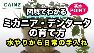 ミカニア・デンタータの育て方 カインズ植物図鑑