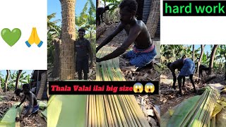 தலை வாழை இலை இவ்வளவு பெரிய இலை பார்த்திருக்கீங்களா 😱#agriculture #farming #farmerlife #youtubevideo