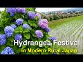 【Modern Rural】Hydrangea Festival in Kaisei town, Japan