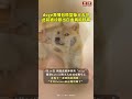 doge表情包原型去世 shorts