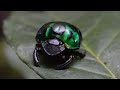 green scarab beetle