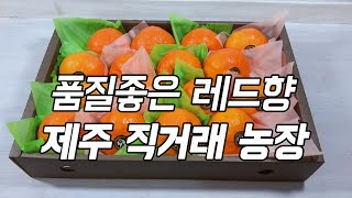 지금이 제철~ 품질좋은 레드향  제주 직거래 농장