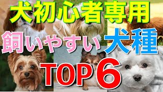 【この犬種にしろ！】犬初心者のための理想のパートナーおすすめ犬種TOP6