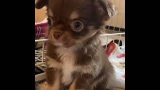 チワワの子犬 初めてうちに来た日 ここはどこ？ 【チワワのりく】Chihuahua puppy The day I first came to my house Where is this?