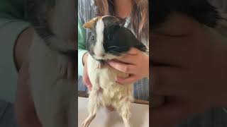 飼い主になついてるモルモットがずい〜っと前へ進むだけの動画。A guinea pig that is attached to its owner #shorts