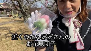 季節だねぇ〜❣️ 観光らしく梅を愛でに梅林公園へ