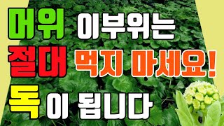 머위의 알러지와 독성을 일으키는 부위는 먹지마세요! 머위의 효능과 부작용 및 주의점 [허준고모TV]