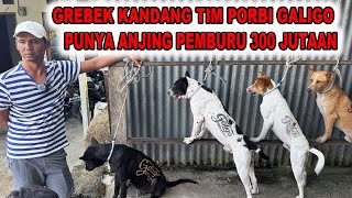 Anjing Pemburu Rp.300 Jutaan - Grebek Tim PORBI Galigo Padang Panjang - Sumatera Barat