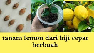 CARA MENANAM LEMON DARI BIJI MUDAH