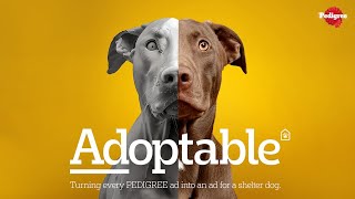Pedigree - Adoptable (case study)
