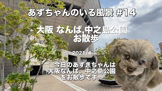 あずちゃんのいる風景#14 大阪中之島バラ園