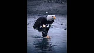 ZgRgzS63t0o