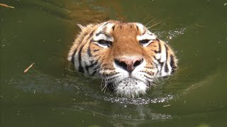 アムールトラ　ソーンくん　泳ぐ時、顔は濡らさない　【浜松市動物園】Amur tiger Son-kun Hamamatsu Zoo