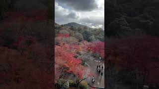 [京都Kyoto🇯🇵］京都賞楓🍁清水寺#楓葉 #日本 #清水寺 #開心 #日本自由行 #喜歡記得按下訂閱 #楓葉 #清水寺 #落葉 #京都観光 #訂閱 #點讚 #關注我看更多