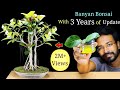 How to EASILY make a Bonsai Tree  | Banyan Bonsai | Best Bonsai Tree for Beginners