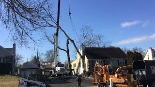 White oak removal with an National NTC 55 crane