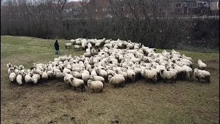 Oile lui Mihai de la Sinlazar, Bihor 2018 - 2019