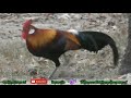 wild chickens in cambodia are really beautiful មាន់ព្រៃនៅក្នុងប្រទេសកម្ពុជាពិតជាស្រស់ស្អាតខ្លាំងណាស់