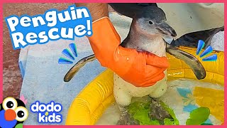 Rescued Penguin Is So Afraid of Water! What Will Her Rescuers Do? | Dodo Kids | Rescued!
