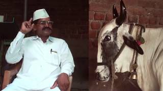 Deoni breeder Sri Bachesab Deshmukh | A documentary profile