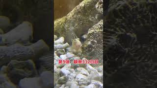 稚魚何に育つか成長記録 第9弾　332日目