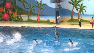 イルカショー　八景島シーパラダイス 一斉ジャンプ　2014年　Show of a dolphin in　Hakkeijima Sea Paradise