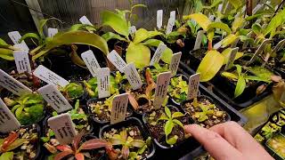 Everything you need to know on setting up a tropical greenhouse for nepenthes