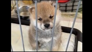 可愛すぎるっっ(´ω｀*)    柴犬生後46日目