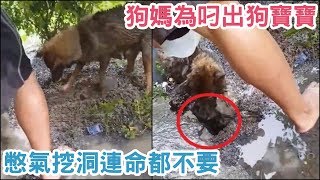 狗媽「為叼出狗寶寶」憋氣挖洞連命都不要！救出後她竟還...母愛好偉大！【 汪汪仙貝 】